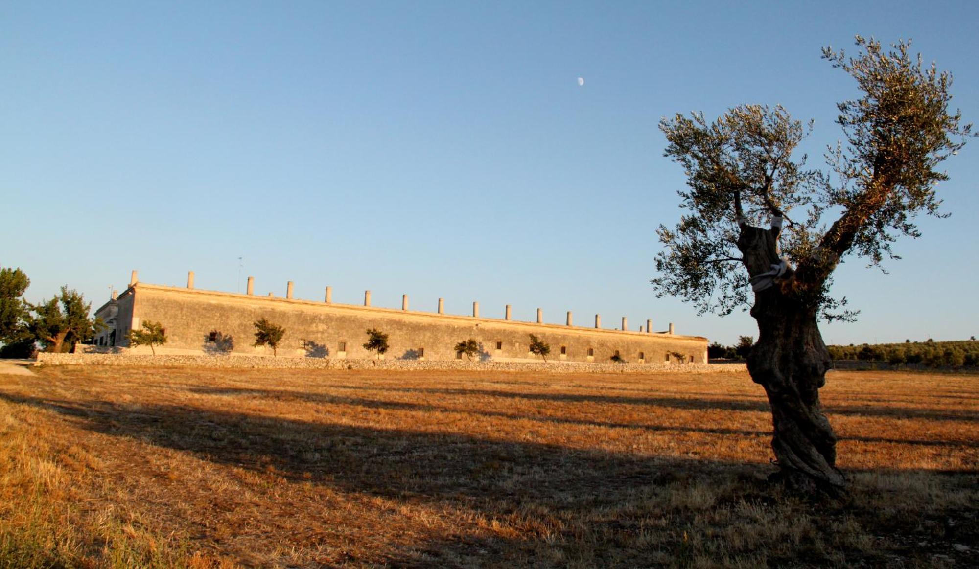 Lama Di Luna Biomasseria Montegrosso Exterior photo